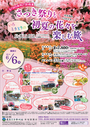 ６月６日　さつき祭りと初夏の花々