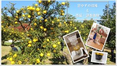 【一日限定の特別企画】宮ゆずの収穫&蒸留・調香体験