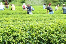 Enjoy tea picking experience in Yamizo, 2018