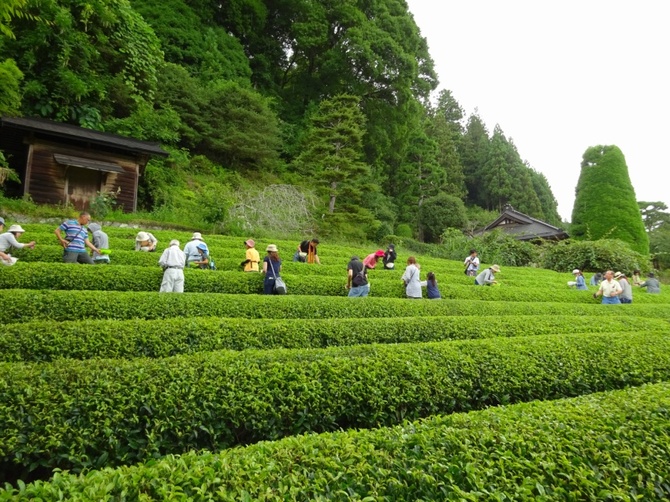 2015年9月13日(日)やみぞ紅茶物語 第二章