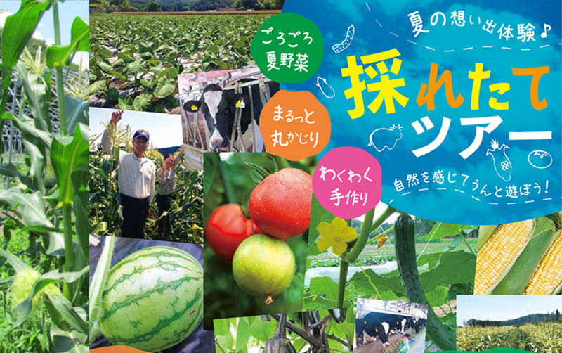 夏の想いで作り体験!採れたてツアー