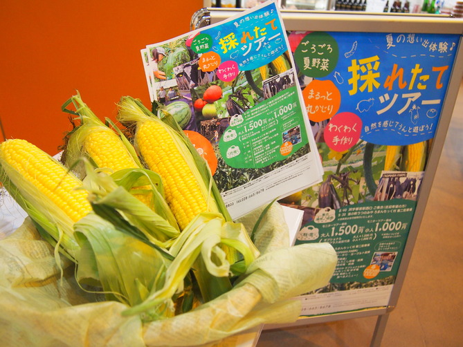 夏の想いで作り体験!採れたてツアー