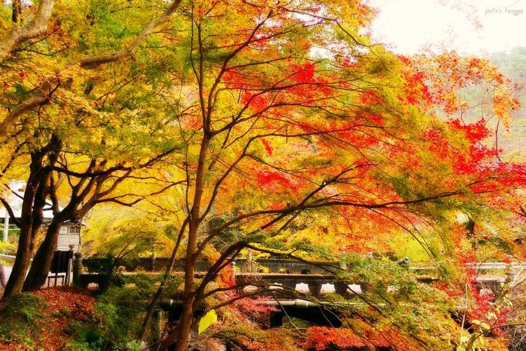 2016年11月19日(土)やみぞ紅茶物語 特別開催 薪能