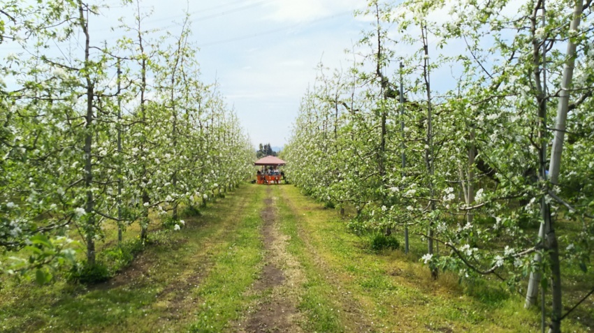 5月5日(金・) お花見農園BBQ Aramaki Apple Garden りんごのお花見2017