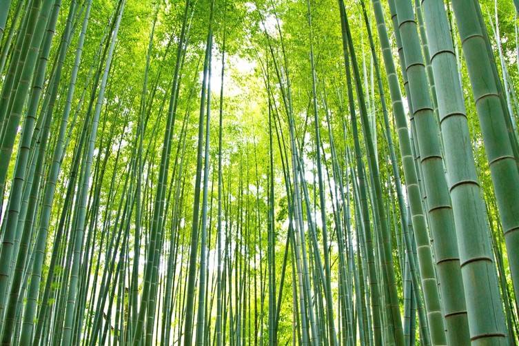 Enjoy beautiful bamboo forests in Japan...