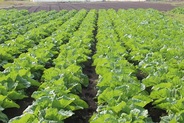 冬野菜を収穫しよう