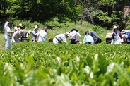 茶摘みで”ひとしごと”