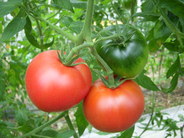 国宝グリーン　トマト