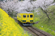 菜の花畑
