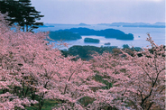 西行戻しの松公園の桜