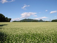 うつのみや百景　石那田のそば畑