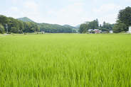 広がる田園風景も四季の愉しみ