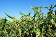 well-known barley