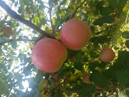 Apples