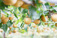 Pears