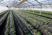 Strawberry field