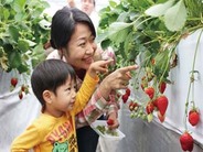 旬のいちごを摘み取りましょう！！