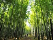 竹林の緑に癒されながら「ゆったりした時間」を満喫♪　※画像はイメージです。