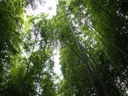 竹林に包まれて寝る異空間をお楽しみください♪　※画像はイメージです。