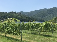 太平山南山麓に広がる『ぶどう畑』で収穫体験♪（画像はイメージ）