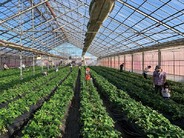 旬の味覚「いちご」を堪能しながら親子でレジャー体験♪（画像はイメージ）