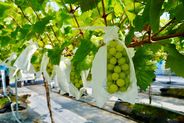 昨年（2025年）8月にオープンした宇都宮市東部エリアの新スポット 夏の味覚を満喫♪（画像はイメージ）